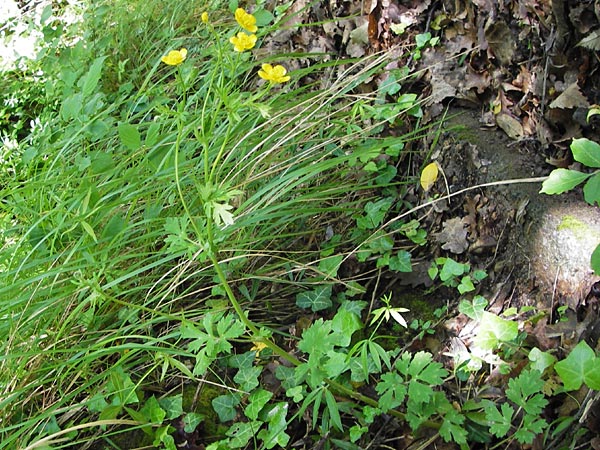 Ranunculus neapolitanus \ Neapolitanischer Hahnenfu� / Naples Buttercup, I Liguria, Zuccarello 19.5.2013