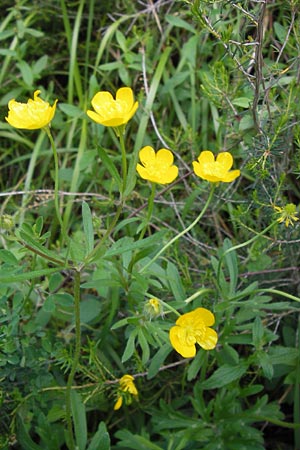 Ranunculus neapolitanus \ Neapolitanischer Hahnenfu� / Naples Buttercup, I Liguria, Castelvecchio di Rocca Barbena 19.5.2013