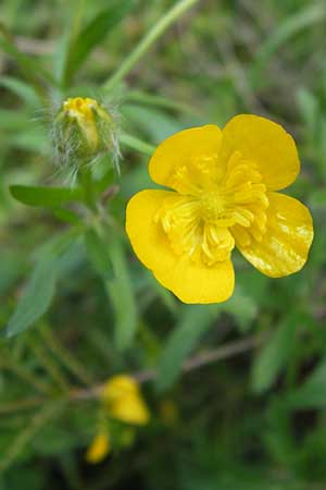 Ranunculus neapolitanus \ Neapolitanischer Hahnenfu� / Naples Buttercup, I Liguria, Castelvecchio di Rocca Barbena 19.5.2013