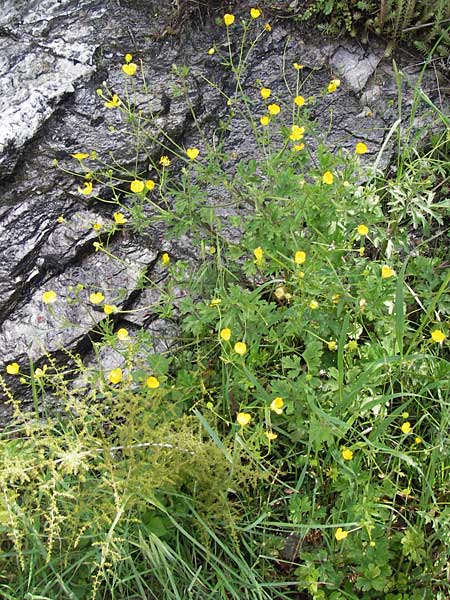 Ranunculus neapolitanus \ Neapolitanischer Hahnenfu� / Naples Buttercup, I Liguria, Castelvecchio di Rocca Barbena 19.5.2013