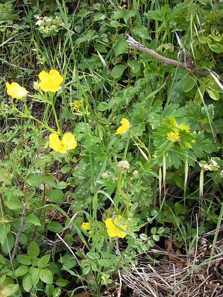 Ranunculus neapolitanus \ Neapolitanischer Hahnenfu� / Naples Buttercup, I Liguria, Castelvecchio di Rocca Barbena 19.5.2013