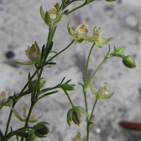 Sagina micropetala \ Aufrechtes Mastkraut / Fringed Pearlwort, I Tolentino 31.5.2007