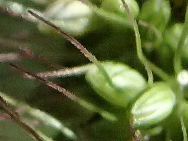 Setaria verticilliformis \ Zweifelhafte Borstenhirse, Kurzborsten-Borstenhirse / Barbed Bristle Grass, I Liguria, Borzonasca 29.9.2023