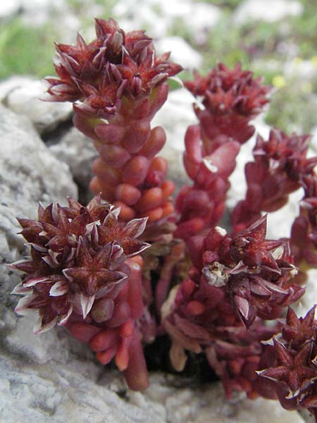 Sedum atratum \ Dunkler Mauerpfeffer / Dark Stonecrop, I Campo Imperatore 5.6.2007