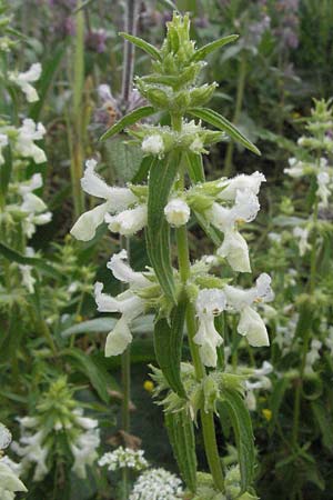 Stachys annua \ Einjhriger Ziest / Annual Yellow Woundwort, I Norcia 7.6.2007