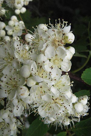 Sorbus aucuparia \ Vogelbeere, Eberesche / Rowan, I Monti Sibillini 8.6.2007