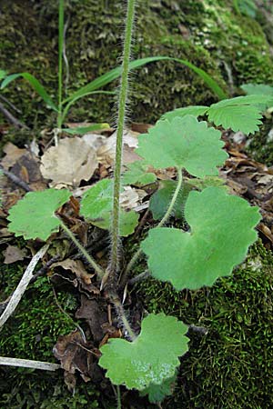 Saxifraga rotundifolia \ Rundblttriger Steinbrech / Round-Leaved Saxifrage, I Monti Sibillini 8.6.2007