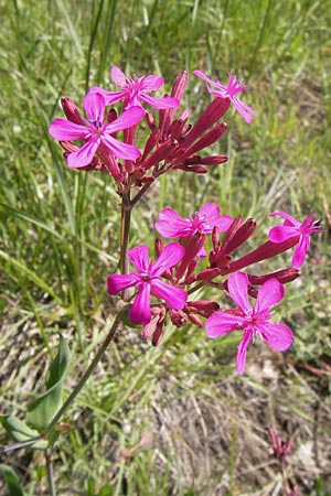 Silene armeria \ Nelken-Leimkraut / Sweet-William Campion, I Liguria, Piana Crixia 21.5.2013
