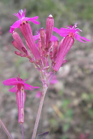 Silene armeria \ Nelken-Leimkraut / Sweet-William Campion, I Liguria, Piana Crixia 21.5.2013