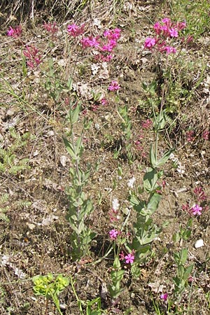 Silene armeria \ Nelken-Leimkraut / Sweet-William Campion, I Liguria, Piana Crixia 21.5.2013