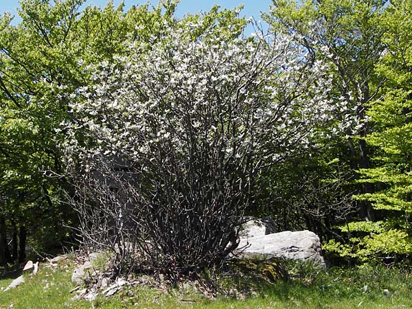 Sorbus aria \ Echte Mehlbeere / Whitebeam, I Liguria, Monte Beigua 24.5.2013