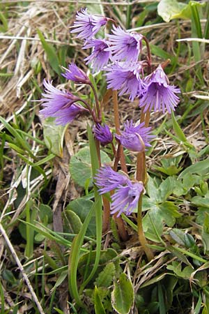Soldanella alpina \ Alpenglckchen / Alpine Snowbell, I Liguria, Imperia, Monte Saccarello 29.5.2013