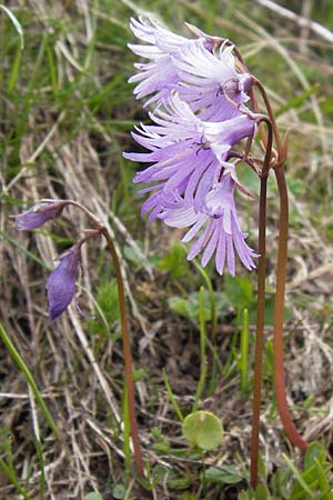 Soldanella alpina \ Alpenglckchen / Alpine Snowbell, I Liguria, Imperia, Monte Saccarello 29.5.2013
