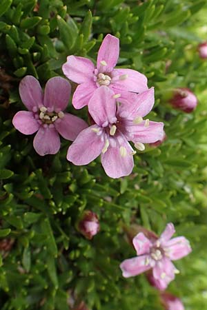 Silene acaulis \ Stngelloses Leimkraut, Kalk-Polsternelke / Moss Campion, I Alpi Bergamasche, Pizzo Arera 9.6.2017