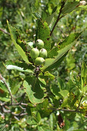 Sorbus chamaemespilus \ Zwerg-Mehlbeere, Berg-Mehlbeere / Dwarf Whitebeam, False Medlar, I Pragser Wildsee 6.7.2022