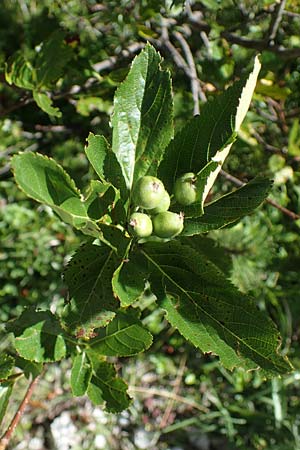 Sorbus chamaemespilus \ Zwerg-Mehlbeere, Berg-Mehlbeere / Dwarf Whitebeam, False Medlar, I Pragser Wildsee 6.7.2022