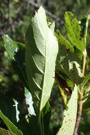 Sorbus chamaemespilus \ Zwerg-Mehlbeere, Berg-Mehlbeere / Dwarf Whitebeam, False Medlar, I Pragser Wildsee 6.7.2022