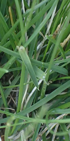 Sesleria sphaerocephala \ Kugelk&ouml;pfiges Blaugras / Globose Moor Grass, I Prags,  Wei&szlig;lahnsattel 6.7.2022