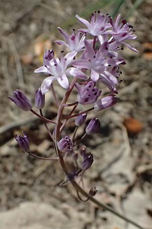 Scilla autumnalis \ Herbst-Blaustern / Autumn Squill, I Liguria, Sestri Levante 3.10.2023