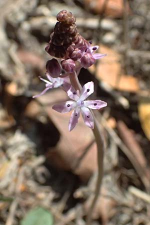 Scilla autumnalis \ Herbst-Blaustern / Autumn Squill, I Liguria, Sestri Levante 3.10.2023