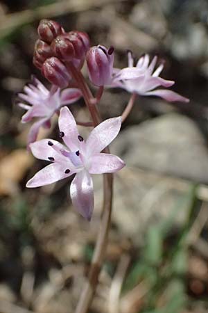 Scilla autumnalis \ Herbst-Blaustern / Autumn Squill, I Liguria, Sestri Levante 3.10.2023