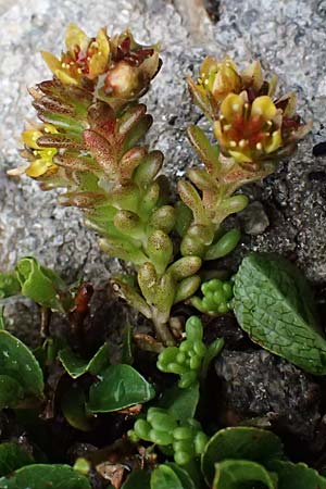 Sedum alpestre \ Alpen-Mauerpfeffer / Alpine Stonecrop, I Passo di Gavia 6.7.2026