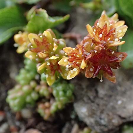 Sedum alpestre \ Alpen-Mauerpfeffer / Alpine Stonecrop, I Passo di Gavia 6.7.2026
