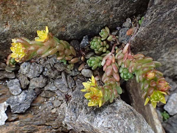 Sedum alpestre \ Alpen-Mauerpfeffer / Alpine Stonecrop, I Passo di Gavia 6.7.2026