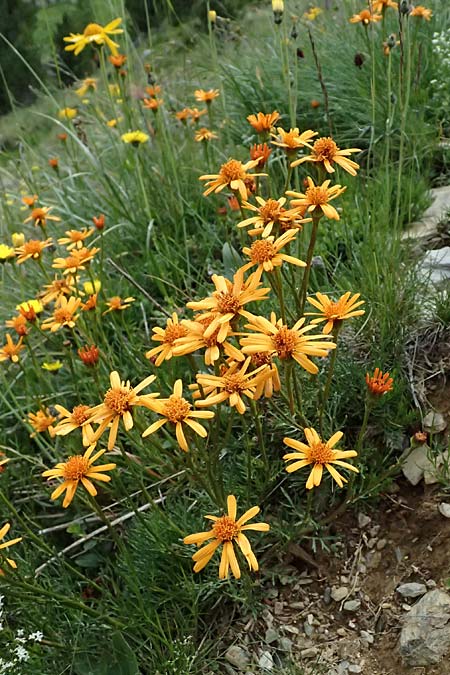 Senecio abrotanifolius \ Eberreisbl�ttriges Greiskraut, Eberrauten-Greiskraut / Southernwood-Leaved Ragwort, I Passo di Gavia 6.7.2026