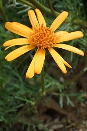 Senecio abrotanifolius \ Eberreisbl�ttriges Greiskraut, Eberrauten-Greiskraut / Southernwood-Leaved Ragwort, I Passo di Gavia 6.7.2026