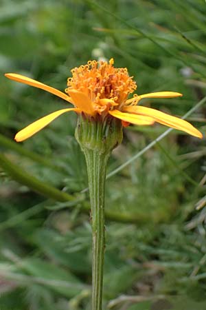 Senecio abrotanifolius \ Eberreisbl�ttriges Greiskraut, Eberrauten-Greiskraut / Southernwood-Leaved Ragwort, I Passo di Gavia 6.7.2026