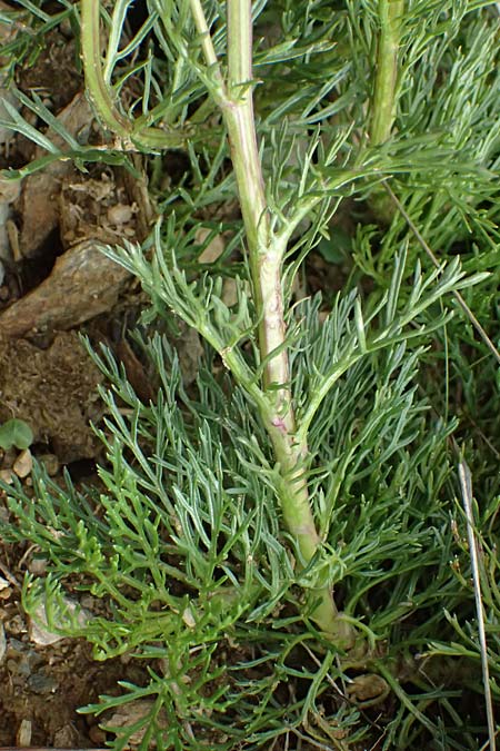 Senecio abrotanifolius \ Eberreisbl�ttriges Greiskraut, Eberrauten-Greiskraut / Southernwood-Leaved Ragwort, I Passo di Gavia 6.7.2026