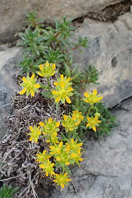 Saxifraga aizoides \ Fetthennen-Steinbrech / Yellow Mountain Saxifrage, I Lago di Cancano 10.7.2026