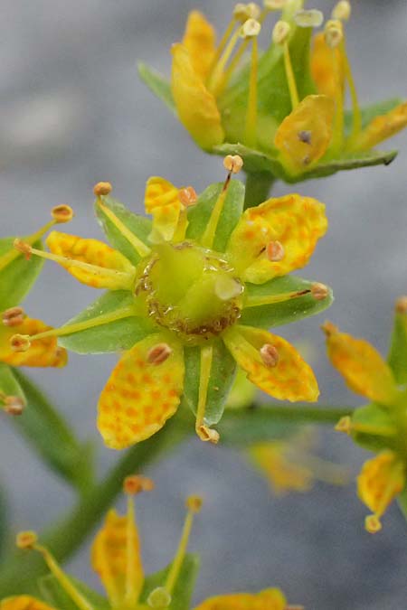 Saxifraga aizoides \ Fetthennen-Steinbrech / Yellow Mountain Saxifrage, I Lago di Cancano 10.7.2026