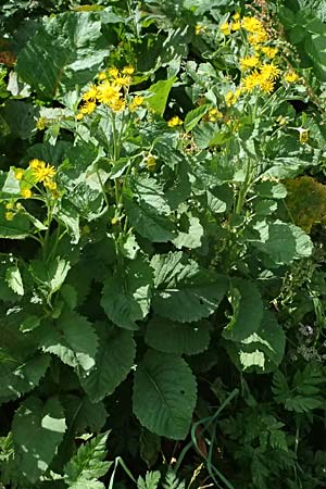 Senecio alpinus \ Alpen-Greiskraut / Alpine Ragwort, I Passo del Tonale 11.7.2026