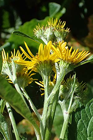 Senecio alpinus \ Alpen-Greiskraut / Alpine Ragwort, I Passo del Tonale 11.7.2026