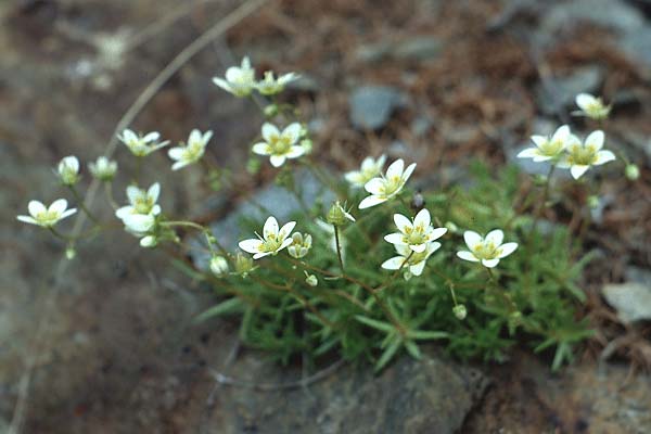 Saxifraga bryoides \ Moos-Steinbrech / Mossy Saxifrage, I St.  Martin am Kofel 28.6.1993