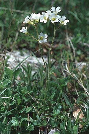 Saxifraga granulata \ Knllchen-Steinbrech / Meadow Saxifrage, I Campo Imperatore 23.5.2005