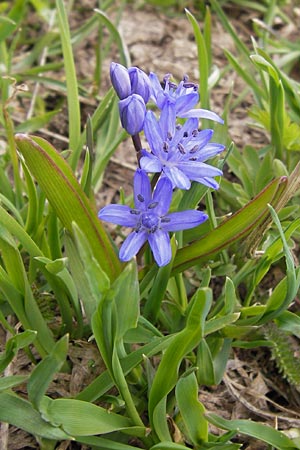 Scilla bifolia \ Zweiblttriger Blaustern / Alpine Squill, I Liguria, Imperia, Monte Saccarello 29.5.2013