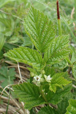 Rubus saxatilis \ Steinbeere / Stone Bramble, I Alpi Bergamasche, Monte Alben 11.6.2017