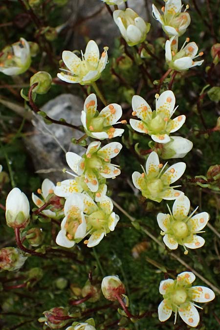 Saxifraga bryoides / Mossy Saxifrage, I Passo di Gavia 6.7.2026
