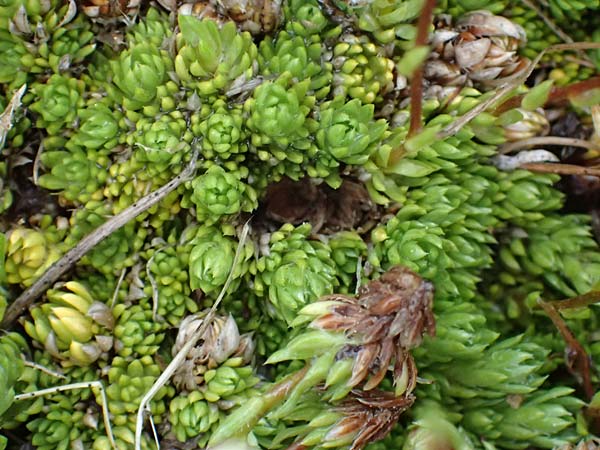 Saxifraga bryoides / Mossy Saxifrage, I Passo di Gavia 6.7.2026