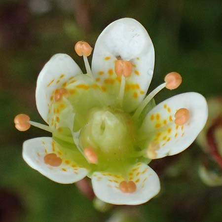 Saxifraga bryoides / Mossy Saxifrage, I Passo di Gavia 6.7.2026