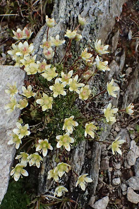 Saxifraga bryoides / Mossy Saxifrage, I Passo di Gavia 6.7.2026