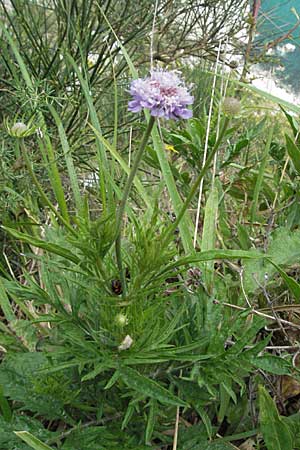 Scabiosa maritima \ Meerstrand-Skabiose / Sea Scabious, I Ancona 29.5.2007