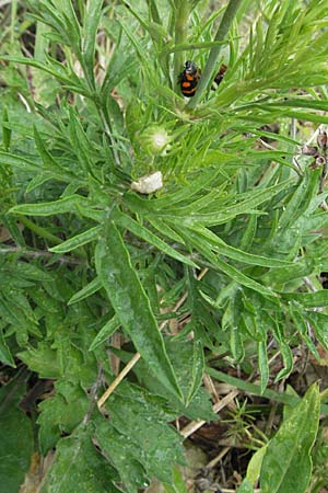 Scabiosa maritima \ Meerstrand-Skabiose / Sea Scabious, I Ancona 29.5.2007
