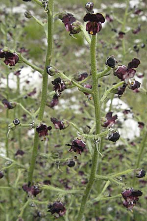 Scrophularia juratensis \ Jura-Braunwurz / Jura-Figwort, I Monti Sibillini 8.6.2007
