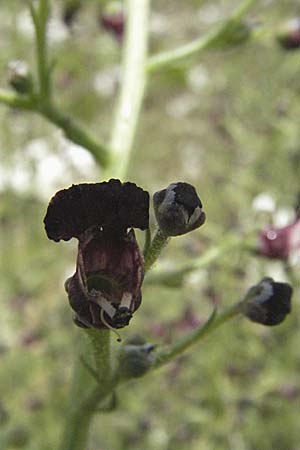 Scrophularia juratensis \ Jura-Braunwurz / Jura-Figwort, I Monti Sibillini 8.6.2007