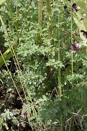 Scrophularia juratensis \ Jura-Braunwurz / Jura-Figwort, I Monti Sibillini 8.6.2007