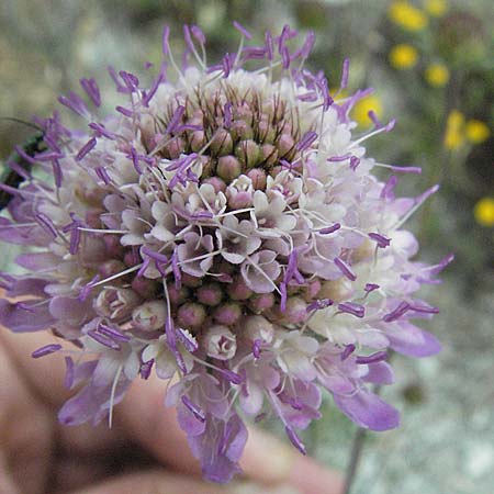 Scabiosa triandra \ Sdliche Skabiose / Southern Scabious, I Urbino 9.6.2007